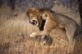 658 - LION PAIR AGGRESSION AFTER MATING - RATHBAND JOAN RYDER - united kingdom